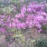红花映山红