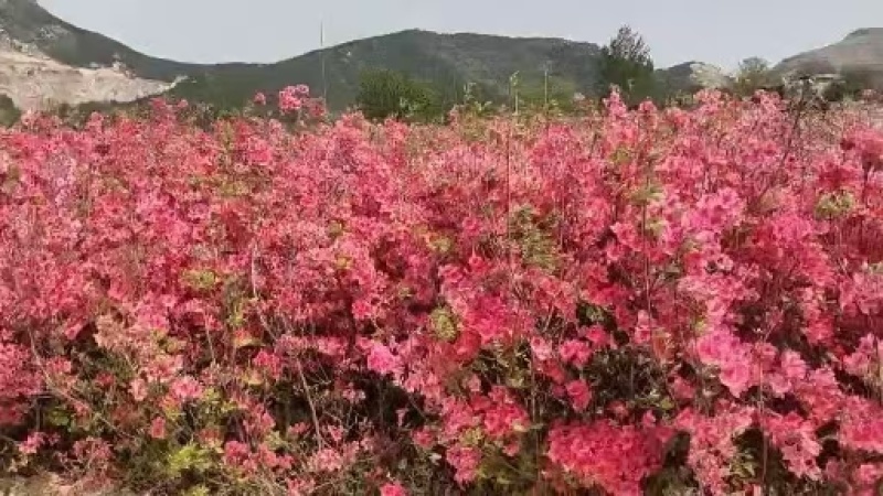 批量黄映山红(羊踯躅)20_50以上