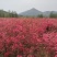 批量黄映山红(羊踯躅)20_50以上