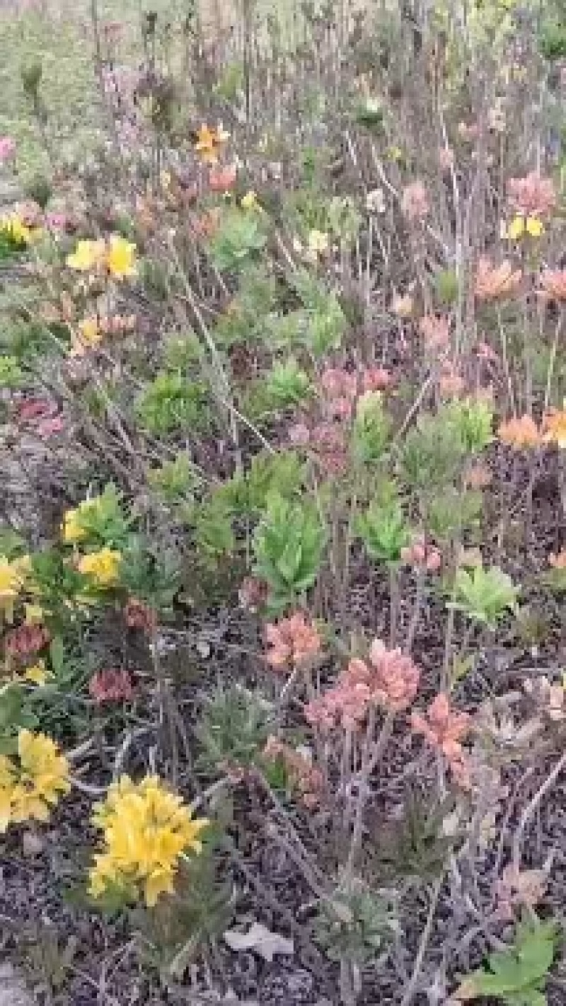 批量黄映山红(羊踯躅)20_50以上