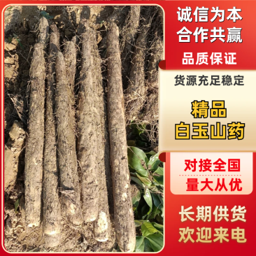 白玉山药现挖现发保质保量对接全国各级市场欢迎老板致电