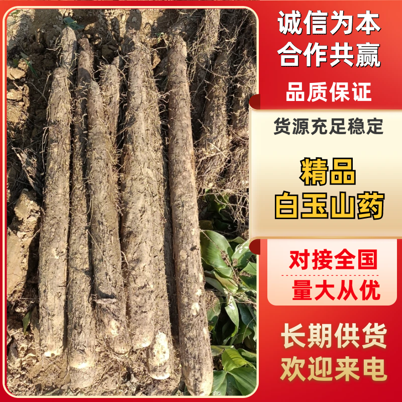 白玉山药现挖现发保质保量对接全国各级市场欢迎老板致电