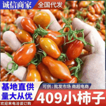409小柿子《小番茄》花生柿子基地现摘现货随发一条龙
