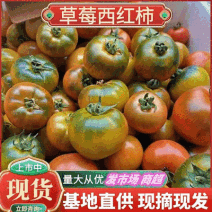 《草莓柿子》草莓西红柿铁皮西红柿基地直供全国代发