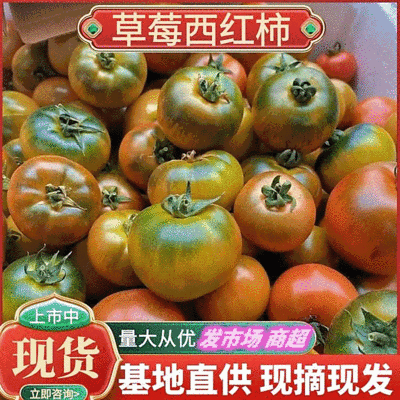《草莓柿子》草莓西红柿铁皮西红柿基地直供全国代发
