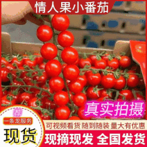 《情人果》串红小番茄串串果串红圣女果串果串番茄