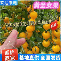 黄圣女果黄菇娘基地直供价格便宜量大从优欢迎来电