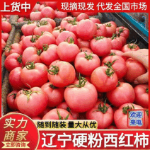 《硬粉西红柿》辽宁西红柿弧二弧三现摘现发价格便宜