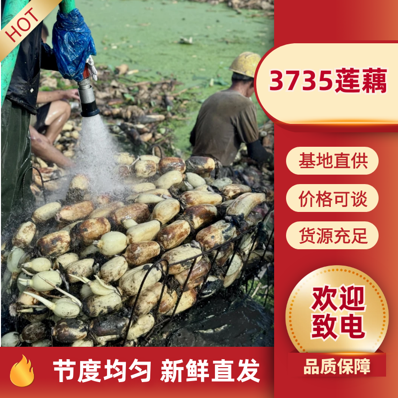 优质3735莲藕，鄂莲6号，鄂莲8号产地一手货源保质保量