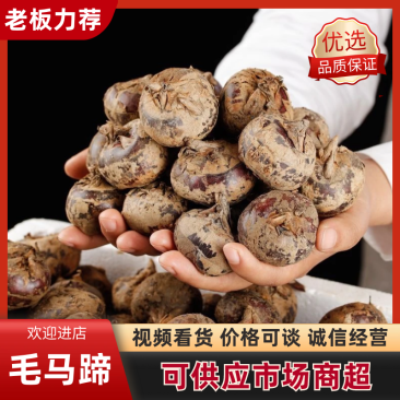 毛马蹄荸荠果一手货源支持各大平台一件代发对接批发