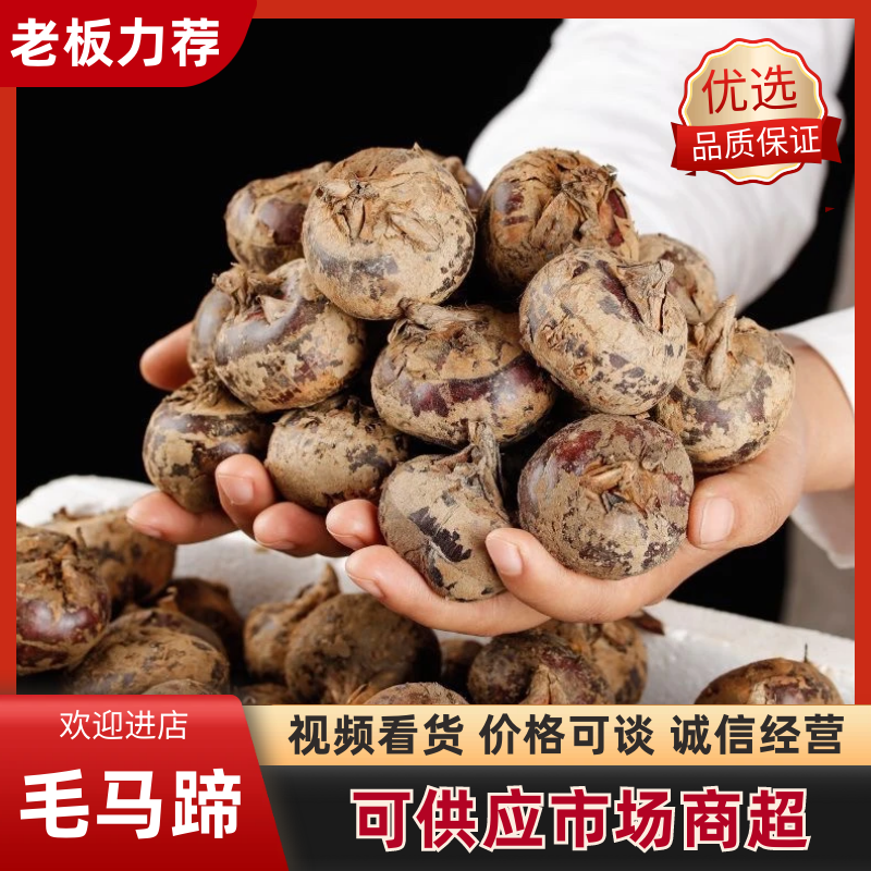 毛马蹄荸荠果一手货源支持各大平台一件代发对接批发