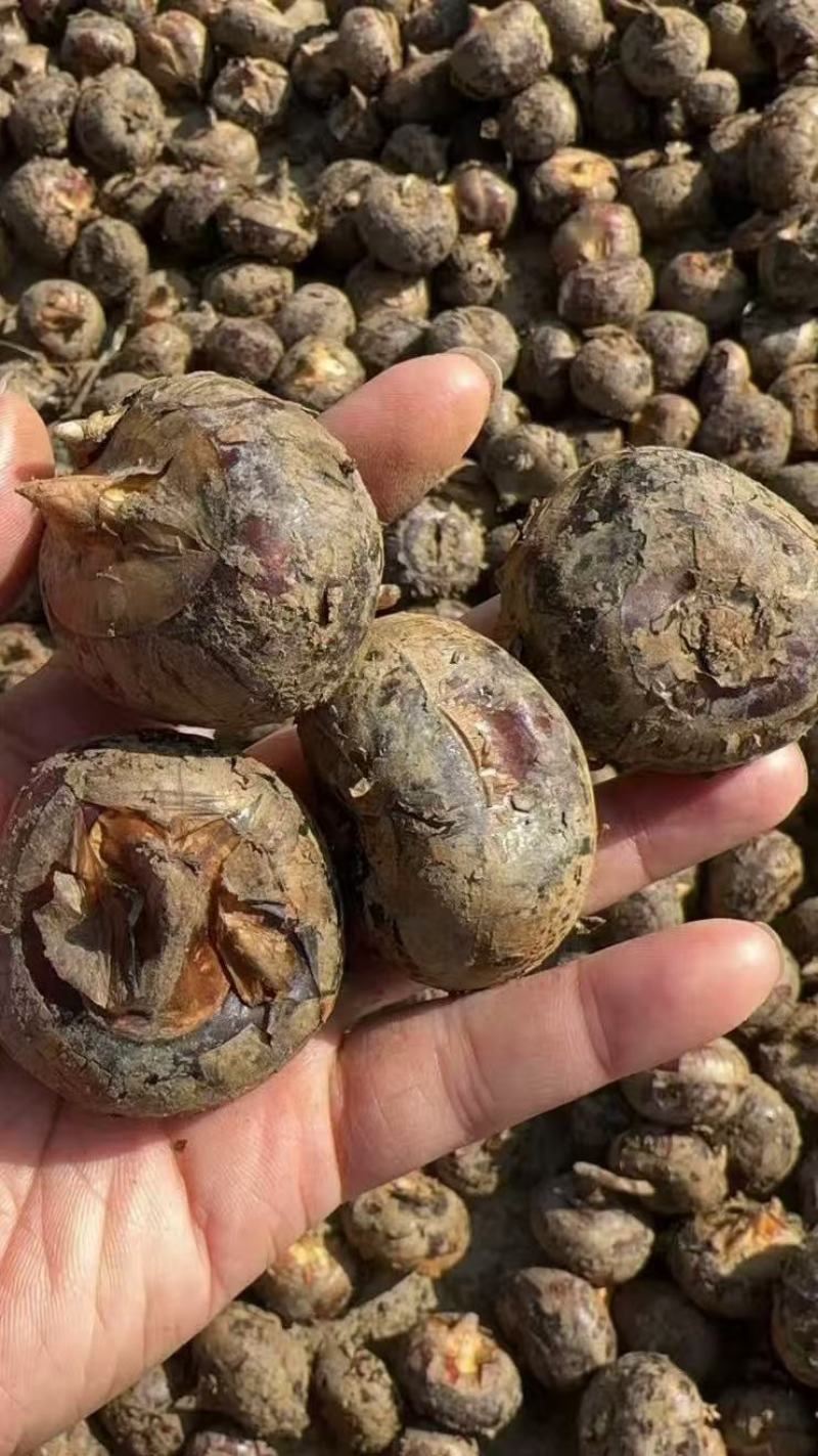 毛马蹄荸荠果一手货源支持各大平台一件代发对接批发