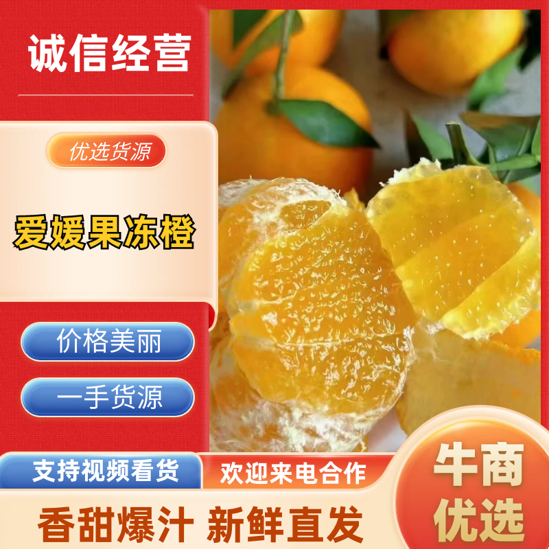 精品爱媛橙爱媛果冻橙品质保证量大从优对接各大商超