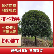 精品桂花树，桂花，桂花树价格，15公分耐寒，容器苗。