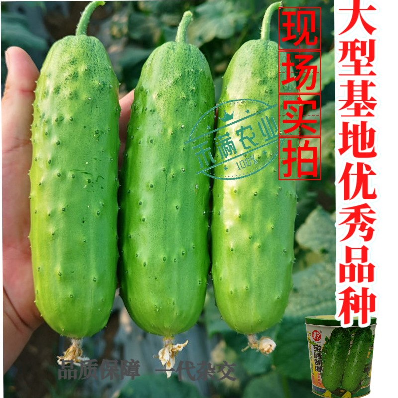津艺宝唐甜脆水果黄瓜种子早熟高产抗病基地春秋播种精选水果