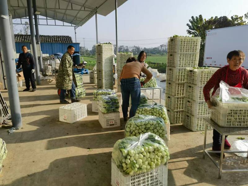 上海青大量有货专注品质对接全国市场商超