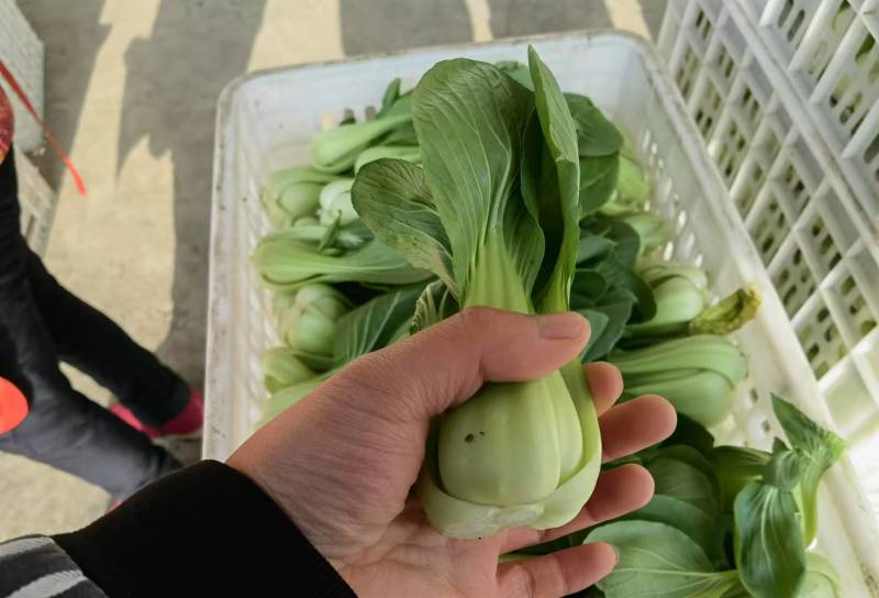 上海青大量有货专注品质对接全国市场商超