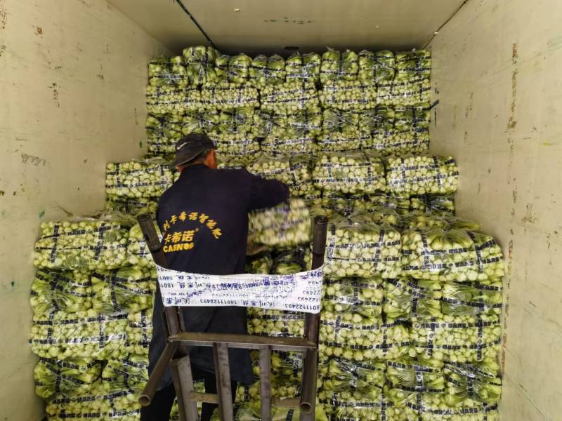 上海青大量有货专注品质对接全国市场商超