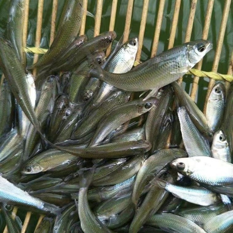 赤眼鳟鱼苗红眼鳟鱼苗蓝赤眼鱼场直发技术指导养殖一手货源