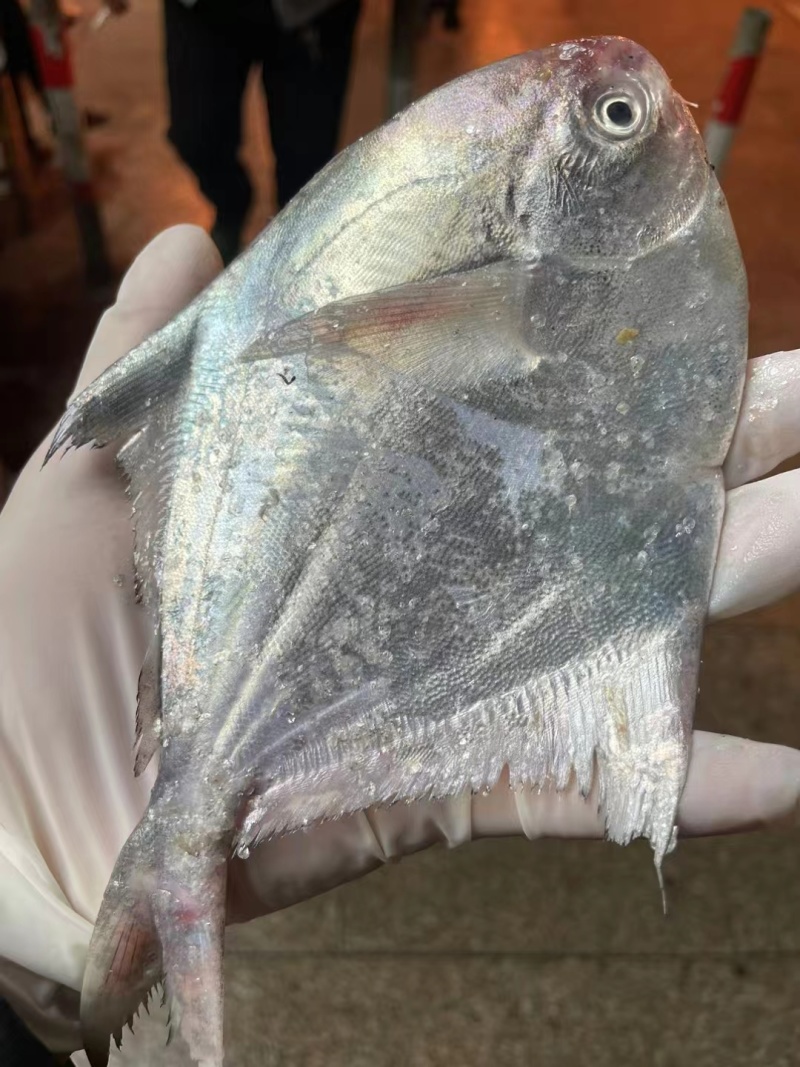 海鲜大礼包2025年春节舟山海鲜大礼包欢迎下单