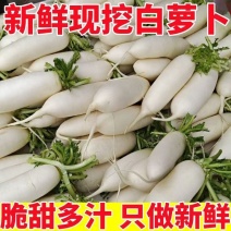 萝卜四川白萝卜量大从优大型种植绿色农场对接全国