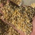 养殖碎玉米价格美丽保质保量供货视频看货