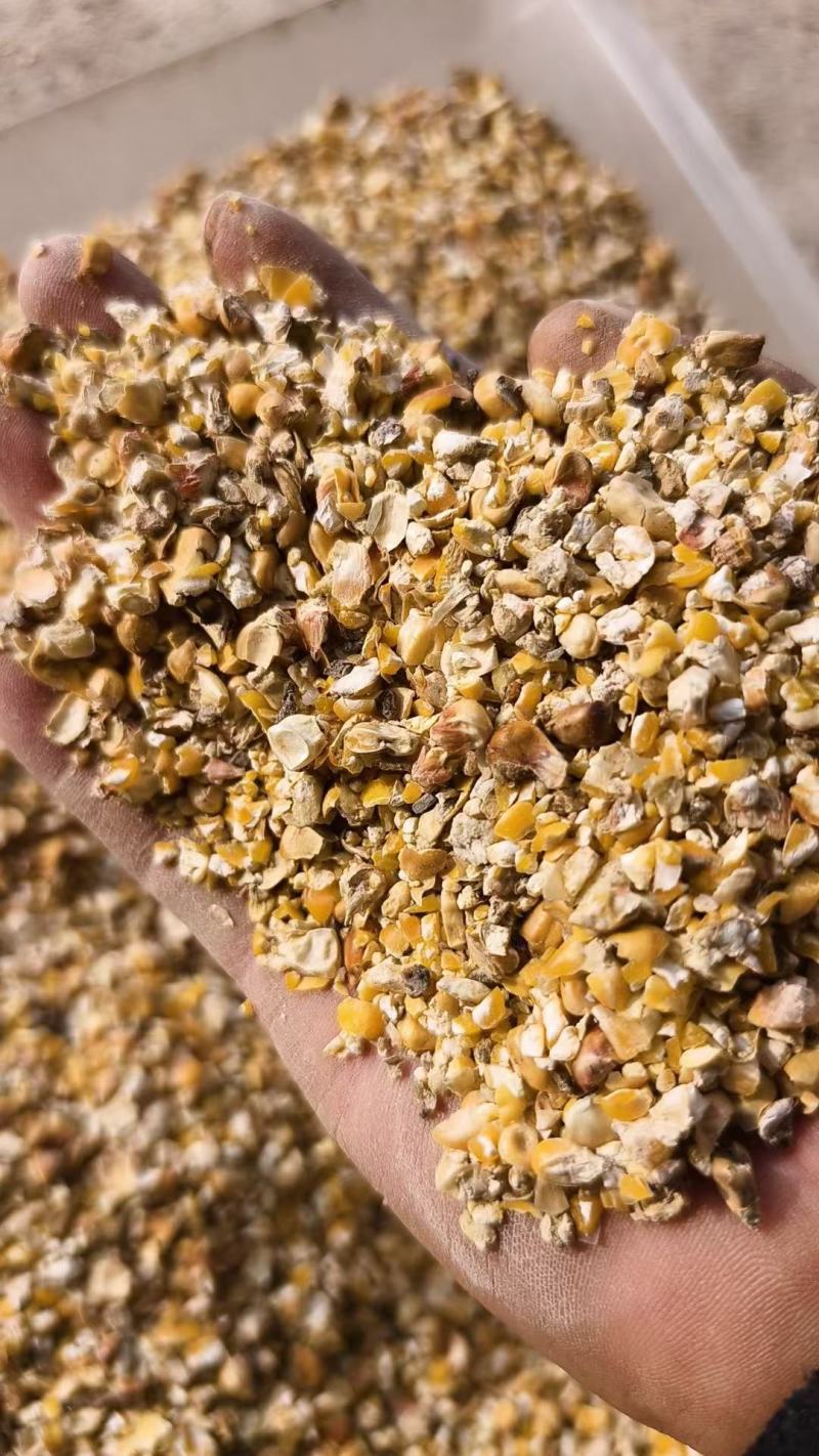 养殖碎玉米价格美丽保质保量供货视频看货