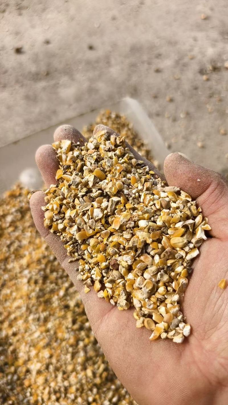 养殖碎玉米价格美丽保质保量供货视频看货