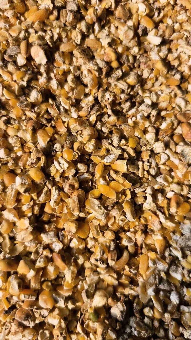 养殖碎玉米价格美丽保质保量供货视频看货