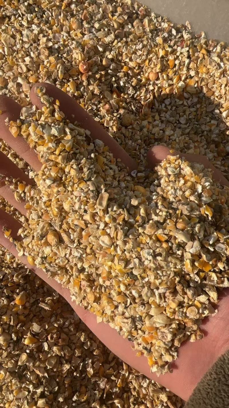 养殖碎玉米厂家直发保质保量供货视频看货