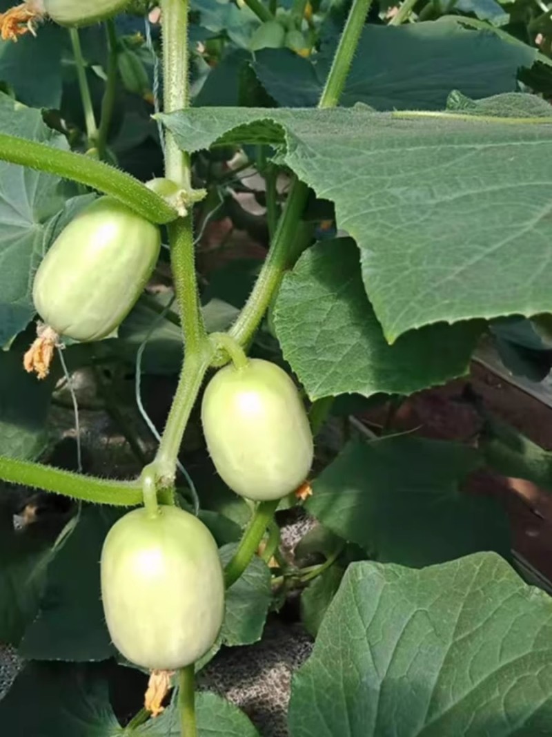 玉贝贝玉女黄瓜种子节节有瓜节间短甜脆细腻