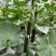 绿盈水果黄瓜种子全雌型节间短瓜码密节节有瓜脆甜