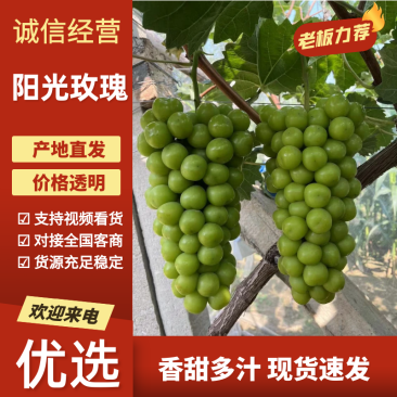 山西阳光玫瑰葡萄临猗二十年老代办对接全国各级客商
