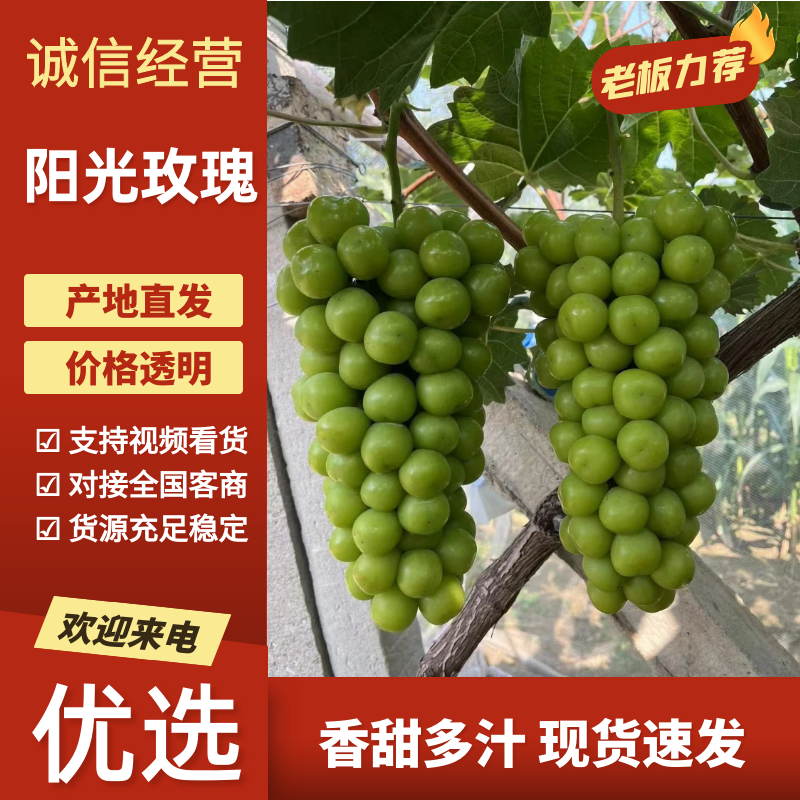 山西阳光玫瑰葡萄临猗二十年老代办对接全国各级客商