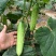 润玉脆甜水果黄瓜种子节节有瓜刺瘤少味甜浓香无渣