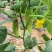 润玉脆甜水果黄瓜种子节节有瓜刺瘤少味甜浓香无渣