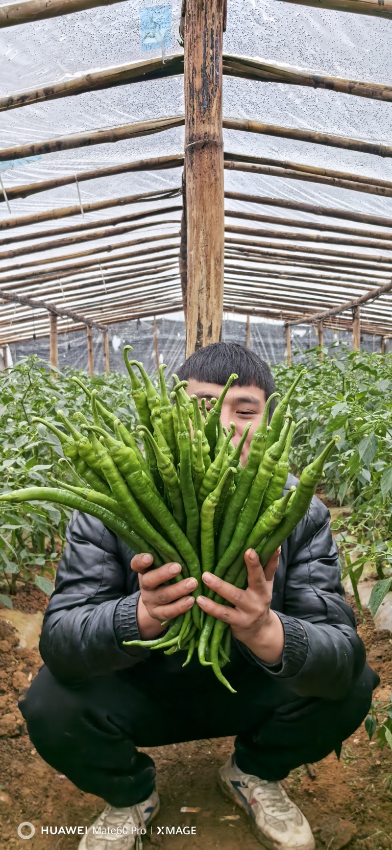 线椒【鲜辣椒】大量上市诚信合作产地直供保质保量