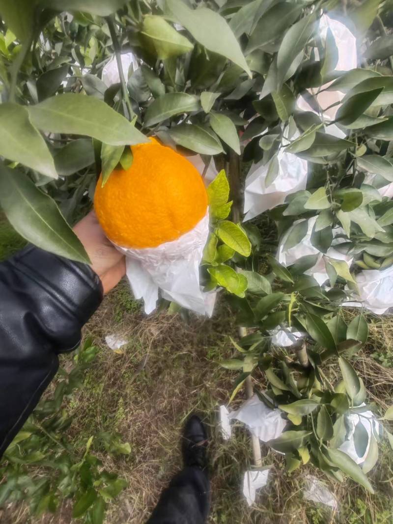 不知火柑橘丑橘产地直发品质保障口感甜量大优惠