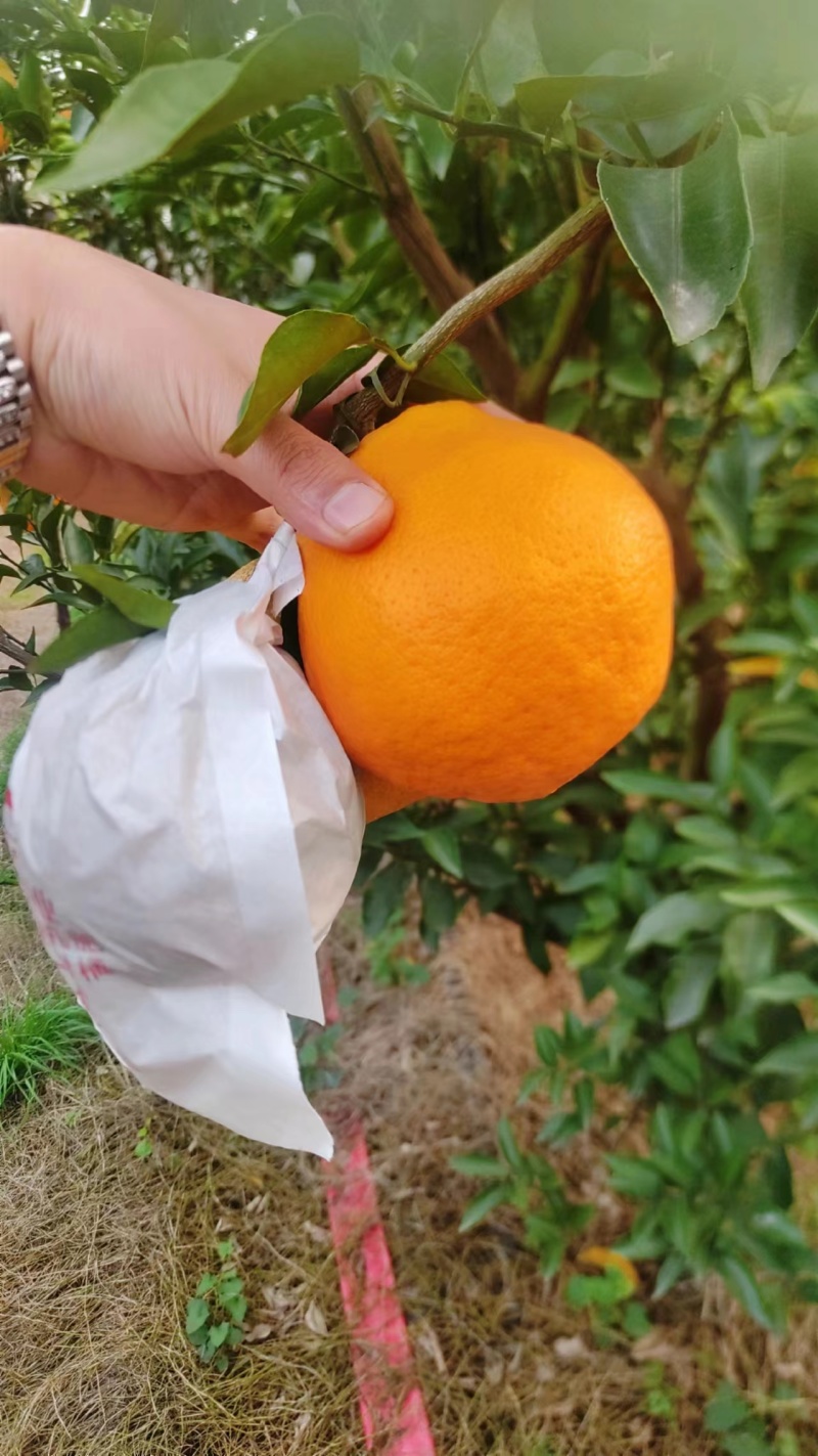 春见粑粑柑大量上市，全国发货，甜度高，汁水充足，欢迎咨询