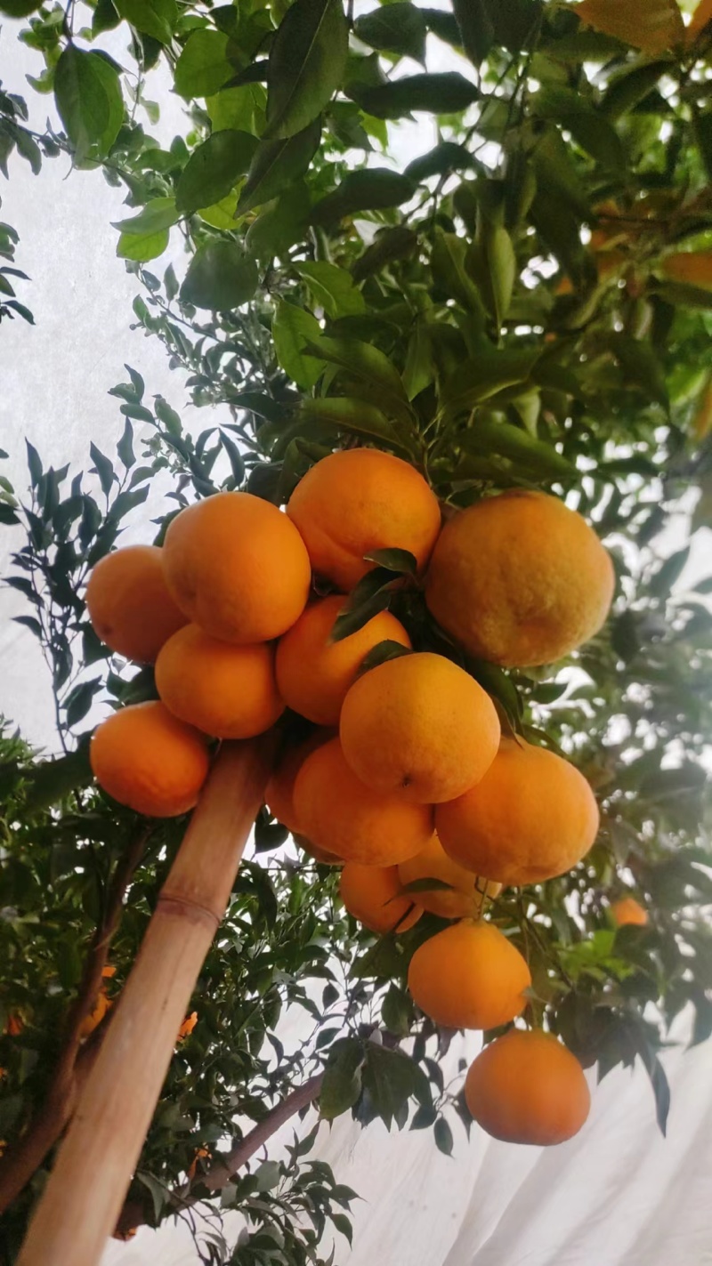 春见粑粑柑大量上市，全国发货，甜度高，汁水充足，欢迎咨询