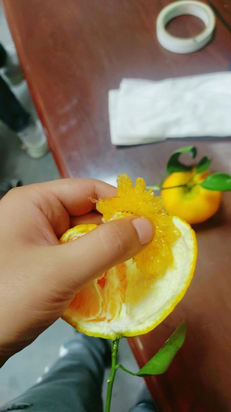 春见粑粑柑大量上市，全国发货，甜度高，汁水充足，欢迎咨询