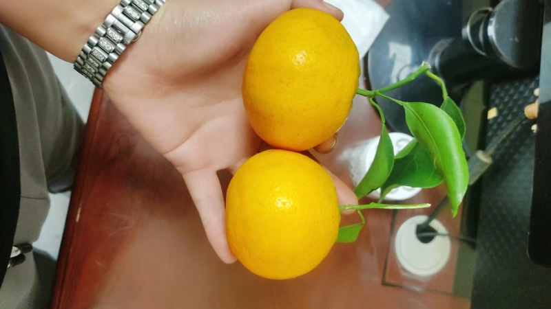 春见粑粑柑大量上市，全国发货，甜度高，汁水充足，欢迎咨询