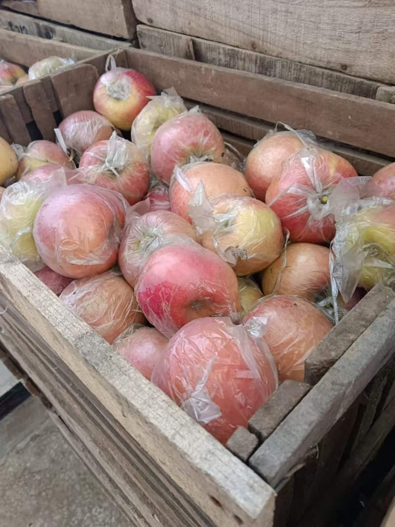 红富士苹果砀山苹果产地一手货源口感脆甜量大从优