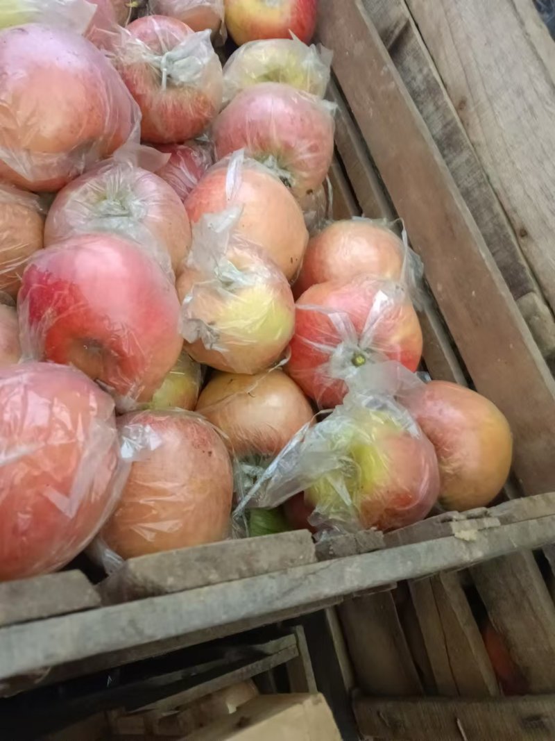 红富士苹果砀山苹果产地一手货源口感脆甜量大从优