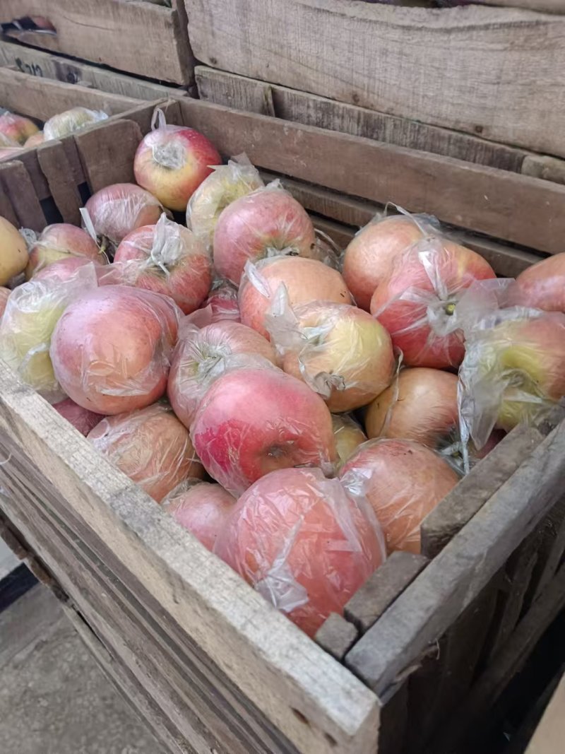 红富士苹果砀山苹果产地一手货源口感脆甜量大从优