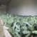 【精品西兰花】四川自贡基地直供质量保证一手货源全国发货