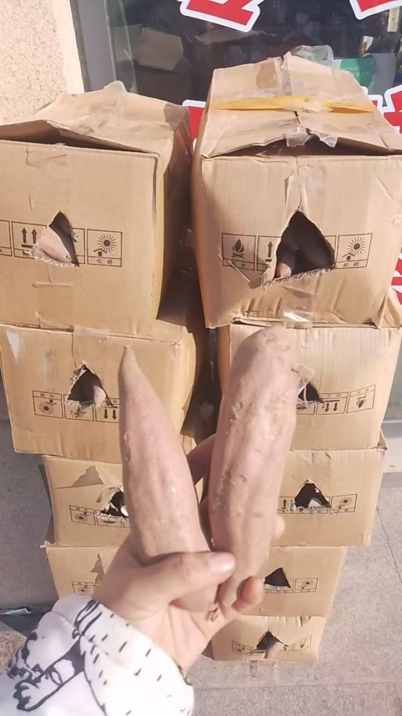 山东红薯白心红薯，大量现货供应，规格齐全视频看货代发全国