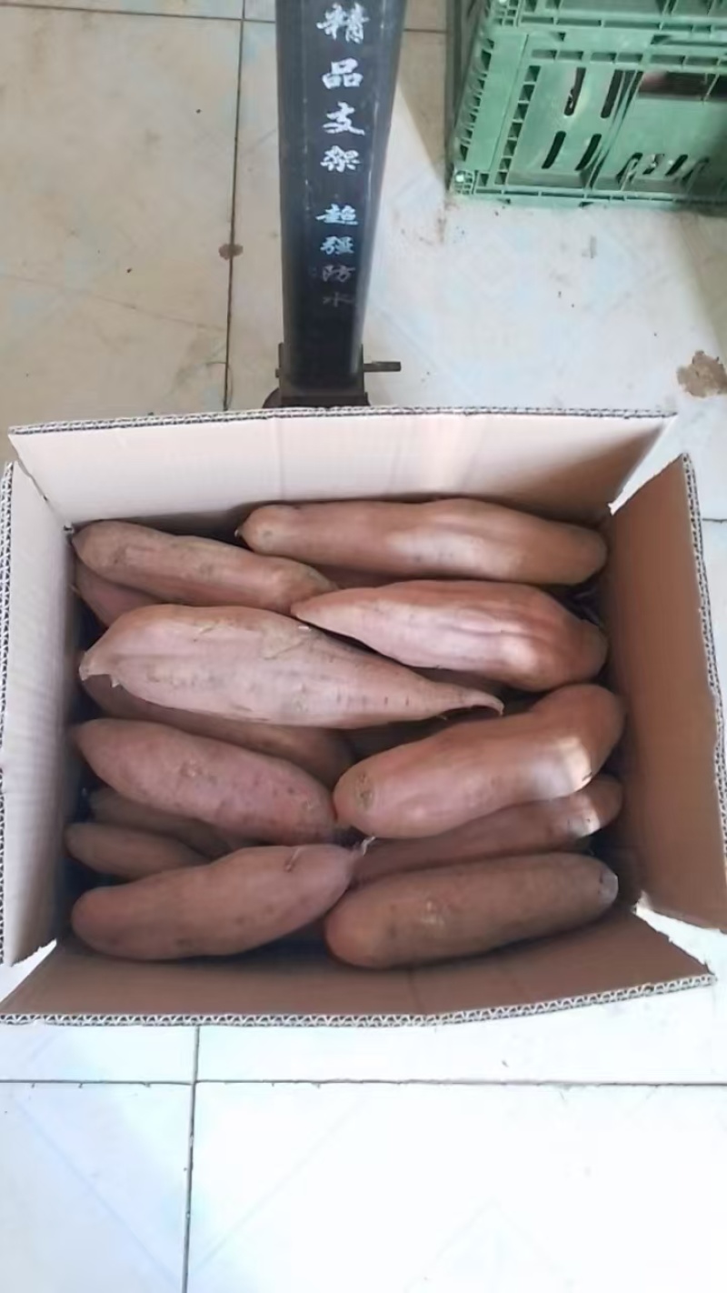 山东红薯白心红薯，大量现货供应，规格齐全视频看货代发全国