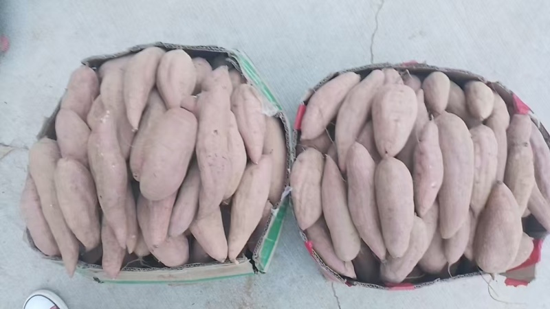 山东红薯白心红薯，大量现货供应，规格齐全视频看货代发全国