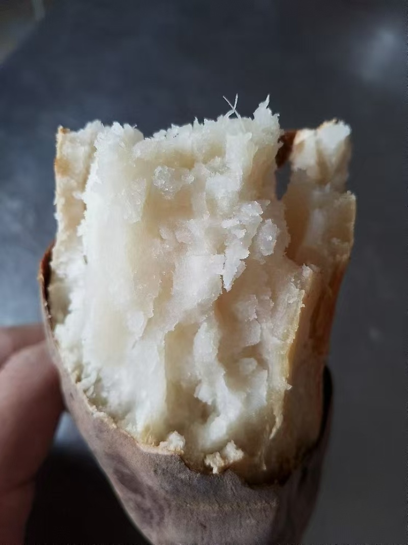 山东红薯白心红薯，大量现货供应，规格齐全视频看货代发全国